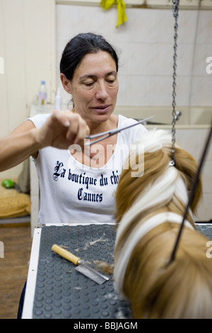 Nicole toelettatura DJ, Shih Tzu, a La Boutique du Chien Cannes Francia 27 Maggio 2009 Foto Stock