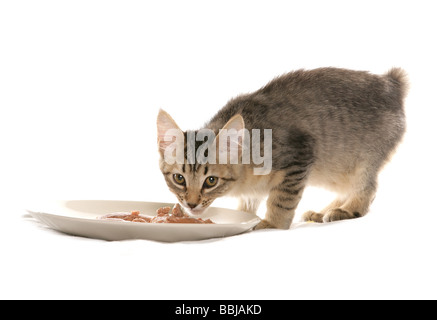 Pixie Bob - munching - tagliare Foto Stock