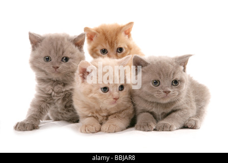 Selkirk Rex cat . Quattro gattini. Studio Immagine contro uno sfondo bianco Foto Stock