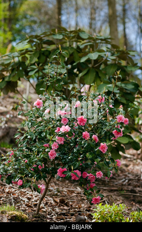 Camellia 'Donation' nella piantagione di bosco Foto Stock