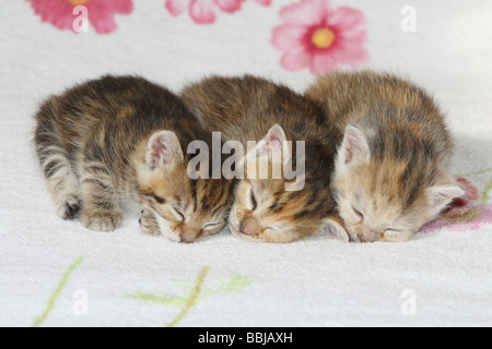 Il gatto domestico - tre gattini - dormire Foto Stock