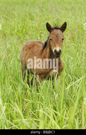 Cavallo Posavac. Foal in piedi in un prato Foto Stock