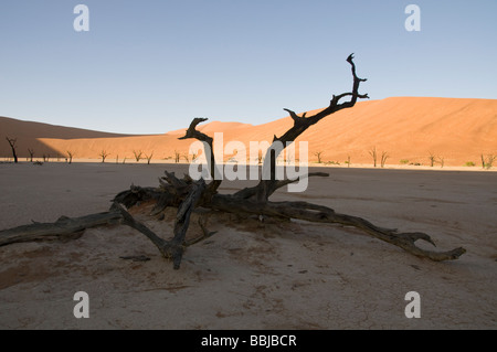 Morto alberi Camelthorn, Arcacia Erioloba, Deadvlei, vicino al Sossusvlei, Naukluft Desert Park, Sesriem, Namibia Foto Stock