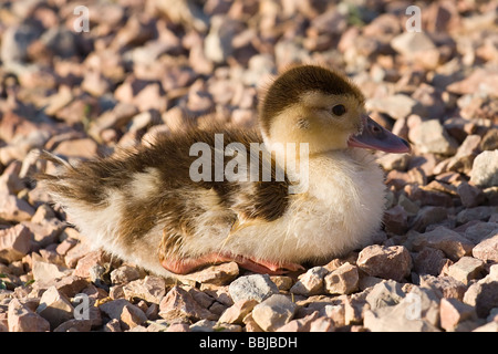 Close up funny piccolo anatroccolo seduto sulla ghiaia Foto Stock