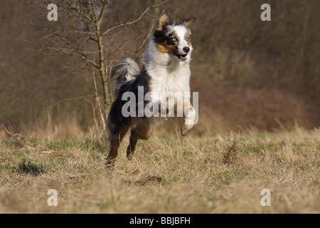 Australian Shepherd dog - in esecuzione sul prato Foto Stock