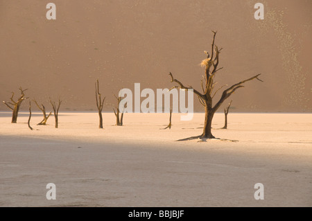 Morto alberi Camelthorn, Arcacia Erioloba, Deadvlei, vicino al Sossusvlei, Naukluft Desert Park, Sesriem, Namibia Foto Stock