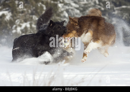 Tre pastore australiano cani - giocare nella neve Foto Stock
