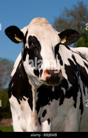 Holstein vacca da latte pascolo in Cumbria Foto Stock