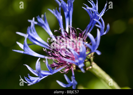 Perenni, Fiordaliso Centaurea montana, in un giardino Foto Stock