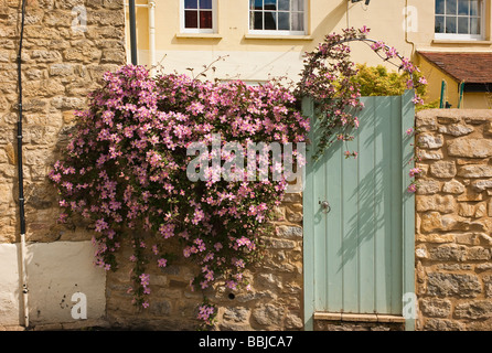 Rosa clematis montana che cresce su una parete del giardino in Buckingham Regno Unito Foto Stock