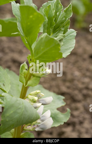 Un giovane ampia pianta di fagiolo, Vicia faba, che cresce su un riparto Sheffield South Yorkshire Inghilterra Foto Stock