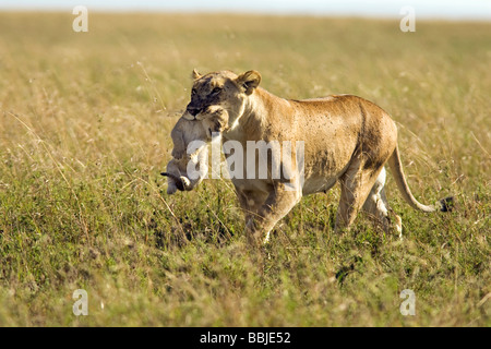 Leonessa azienda cub in bocca - Masai Mara riserva nazionale, Kenya Foto Stock