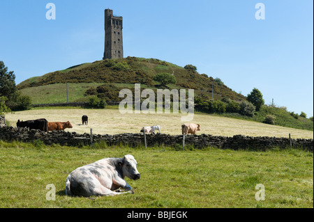 Bovini nella parte anteriore del Victoria torre sulla collina del castello, Huddersfield, West Yorkshire, Inghilterra Foto Stock