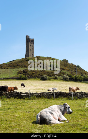 Bovini nella parte anteriore del Victoria torre sulla collina del castello, Huddersfield, West Yorkshire, Inghilterra Foto Stock