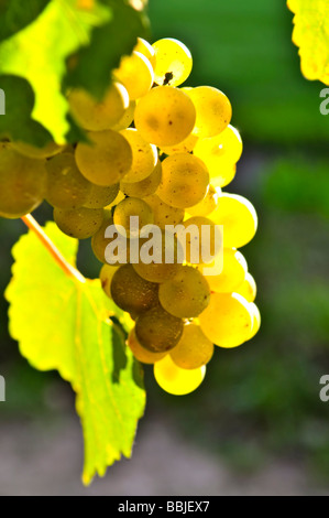 Uva gialli che crescono su vite in un sole luminoso Foto Stock