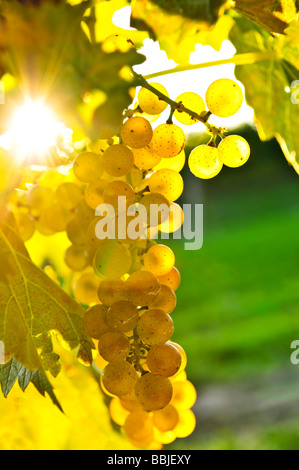 Uva gialli che crescono su vite in un sole luminoso Foto Stock