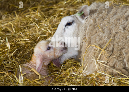 Una neonata agnello con sua madre Foto Stock