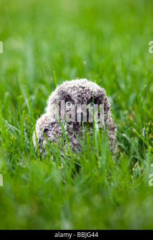 Neonata Eastern Civetta pulcino caduto da un nido su un prato suburbano Foto Stock