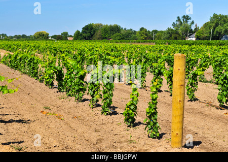 Righe di giovani i vitigni che crescono in Niagara Peninsula vigneto Foto Stock