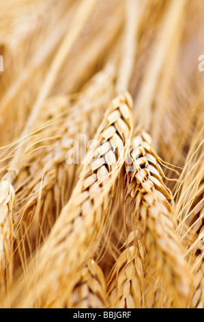 Golden brown mature spighe di grano vicino fino Foto Stock