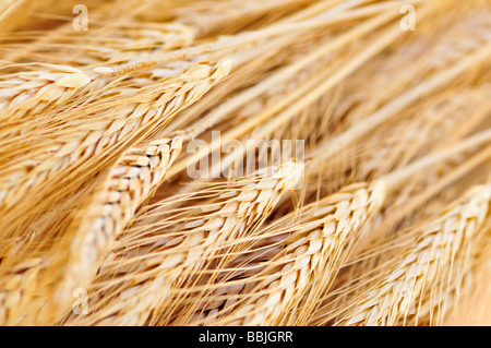 Golden brown mature spighe di grano vicino fino Foto Stock