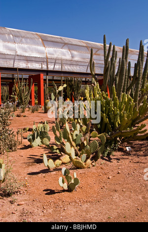 Phoenix Arizona Desert Botanical Gardens il giardino dei cactus Papago Park Foto Stock