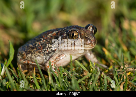 Comune (Spadefoot Pelobates fuscus) Foto Stock