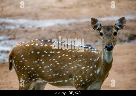 Chital femmina o chiazzato cervi asse Foto Stock