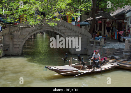 Donna in barca che mostra off cormorani per turisti sul canal presso l'antica città d'acqua di Tongli Jiansu Cina Foto Stock