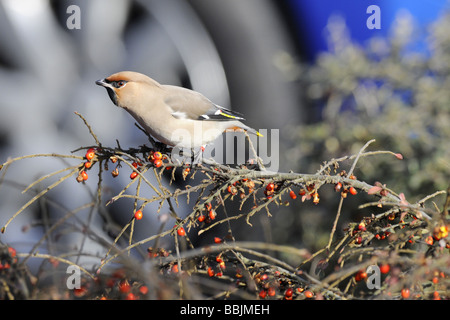 Waxwings a Lakeside Thurrock Essex 07 02 2009 Credito Bowden Garry Foto Stock