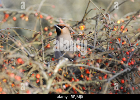 Waxwings a Lakeside Thurrock Essex 07 02 2009 Credito Bowden Garry Foto Stock