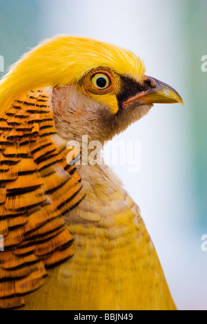 Close up ritratto di The Golden Pheasant Chrysolophus pictus Foto Stock