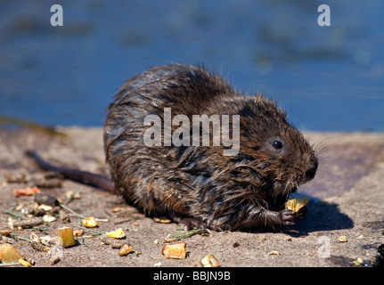 European Water Vole (arvicola amphibius), Regno Unito Foto Stock