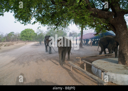 Indian Tiger mostra elefanti a Alikatha in Pench Riserva della Tigre, Madhya Pradesh, India. Foto Stock