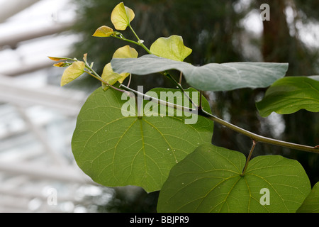 Albero di Giuda, Judasträd (Cercis siliquastrum) Foto Stock