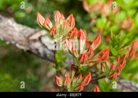 Boccioli di primavera di rododendro japonicum, Togakushi, Prefettura di Nagano, Giappone Foto Stock