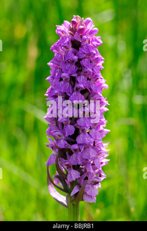 Southern Marsh Orchid a Fowey Fen Cambridgeshire England Regno Unito Foto Stock