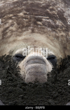 Elefante marino del sud (Mirounga leonina) con muso scavate nella sabbia, Porto Oro, Isola Georgia del Sud Foto Stock