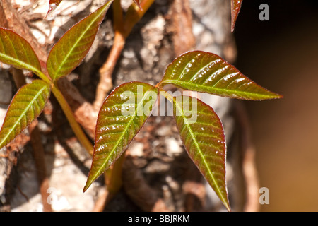 Fresh Spring la crescita di Poison Ivy (Toxicodendron radicans) nella foresta Togakushi, Giappone Foto Stock