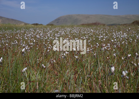 Common cottongrass angustifolium Eriophorum vaginatum bog la coltivazione del cotone nella torbiera nella Mourne Mountains Foto Stock