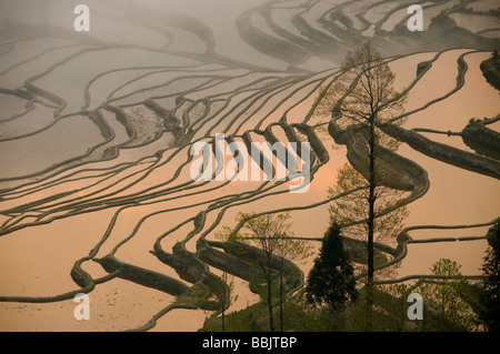 Sunrise presso lo spettacolare riempito di acqua terrazze di riso di Yuanyang Yunnan in Cina Foto Stock