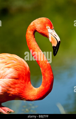 Rosy Flamingo o American Flamingo o dei Caraibi Flamingo ( Phoenicopterus ruber ) Foto Stock