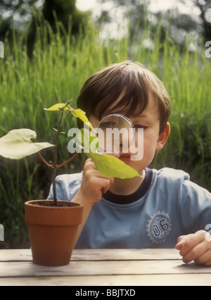 Ragazzo che guarda la pianta di fagiolo di runner con lente d'ingrandimento, Regno Unito Foto Stock