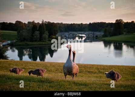 Oche e Goslings davanti la capacità progettata lago presso il barocco palazzo di Blenheim a Woodstock, Oxford, Regno Unito Foto Stock