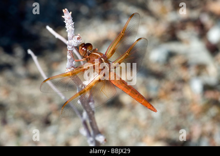 Fiamma dragonfly skimmer (Libellula saturata) in Anza Borrego Desert State Park, California. Foto Stock