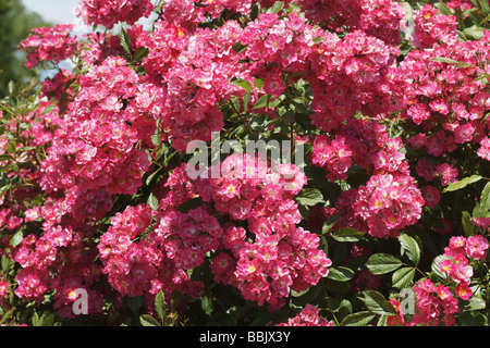 Rose;Muschio ibrido rosa;"Robin Hood';intrico di fiori; Foto Stock