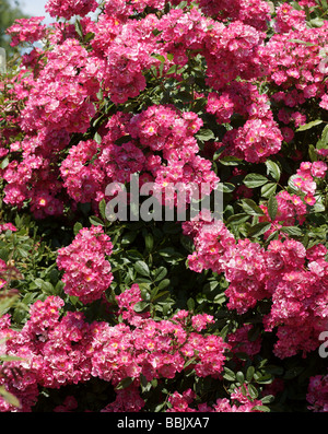 Rosa;Muschio ibrido rosa;"Robin Hood"; intrico di fiori; Foto Stock