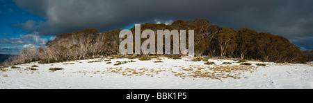 Bogong High Plains dopo inizio autunno nevicata Foto Stock