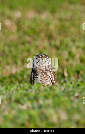 Scavando Il Gufo: Speotyto cunicularia. Foto Stock