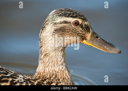 Close up della testa di una femmina di Mallard Duck Foto Stock